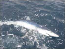 Pesca Deportiva al Tiburón con Marcaje